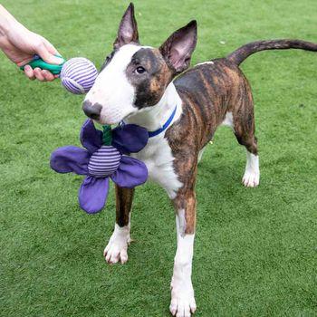 Rosewood Battersea Flower Dog Tug Toy