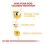 Royal Canin French Bulldog Adult 3kg