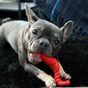 Nylabone Power Chew Lobster Dog Chew Toy - Small