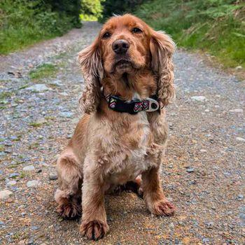 Neerdog Go-Cee-Lantana-Collar Medium