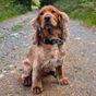 Neerdog Go-Cee-Lantana-Collar Medium