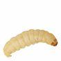 Peregrine Waxworms Live Reptile Food, 15g