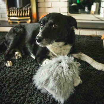 Rosewood Myrtle Monster Halloween Dog Toy