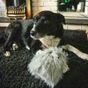 Rosewood Myrtle Monster Halloween Dog Toy