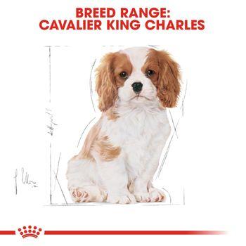 Royal Canin Cavalier King Charles Dry Dog Food 1.5kg