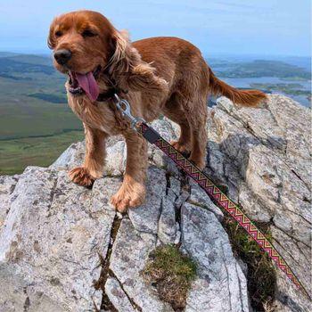 Neerdog Go-Cee-Lantana-Lead