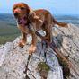 Neerdog Go-Cee-Lantana-Lead