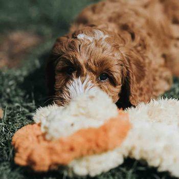 Rosewood My Dog Lion Toy