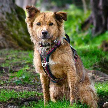 Neerdog Go-B-Bold Airflow Dog Harness-Lantana Medium 