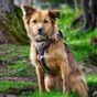 Neerdog Go-B-Bold Airflow Dog Harness-Lantana Medium 