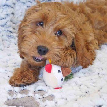 Rosewood Little Nippers Wise Owl Dog Toy