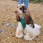 Doodlebone Trendy Tails Stomp Dog Harness Green 3-5