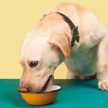 Tuggs Chicken Coup Complete Fresh Frozen Dog Food 300g