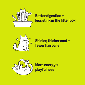 KatKin BIG CLUCK Fresh Cat and Kitten Food, Multipack (Chicken) 6x80g