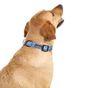 Doodlebone Trendy Tails Padded Dog Collar Blue 1-2