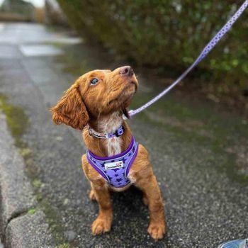 Doodlebone Bold Dog Collar Violet Star 6-11