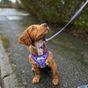 Doodlebone Bold Dog Collar Violet Star 6-11