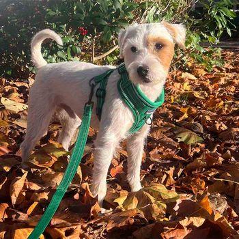 Doodlebone Trendy Tails Stomp Dog Harness Green 4-7
