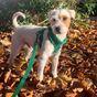 Doodlebone Trendy Tails Stomp Dog Harness Green 4-7