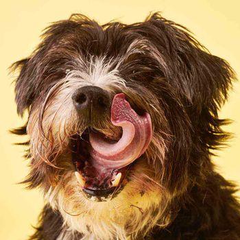 Tuggs Turkey Triumph Complete Frozen Fresh Dog Food 700g