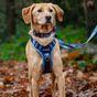 Doodlebone Trendy Tails Padded Dog Collar Blue 6-11
