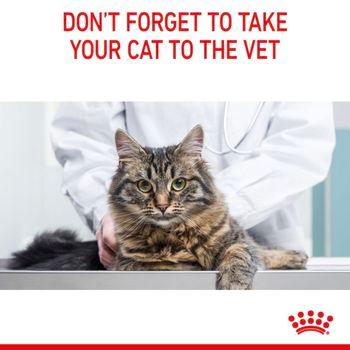 Royal Canin Digestive Care Wet Cat Food in Gravy 48x85g