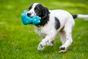 Petface Ted The Latex Bear Dog Toy