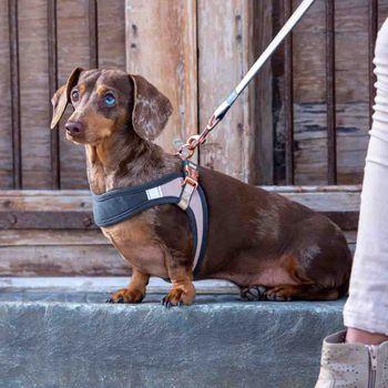 Rogz Urban Fastfit Harness Turquoise Dog Harness