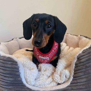 Doodlebone Airmesh Ruby Leopard Dog Harness Size 4