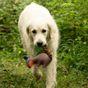 Salina Squirrel Plush Dog Toy