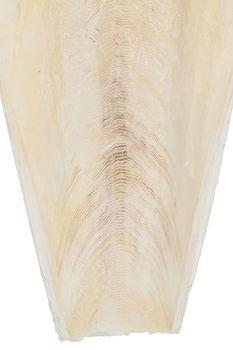 Countrywide Cuttlefish Bird Food, 6-8 Pack