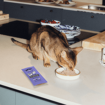 KatKin GOBBLE Fresh Cat and Kitten Food (Turkey + Chicken) 1x80g