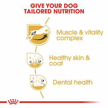 Royal Canin Dry Dog Food Jack Russell 3kg