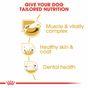 Royal Canin Dry Dog Food Jack Russell 3kg