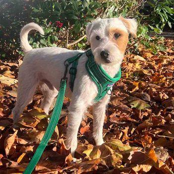 Doodlebone Trendy Tails Stomp Dog Harness Green 1-2