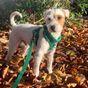 Doodlebone Trendy Tails Stomp Dog Harness Green 1-2
