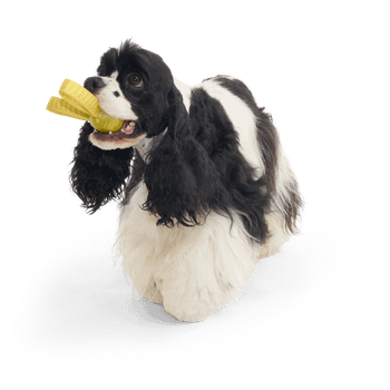 Bark The Golden Snitch Harry Potter Dog Toy