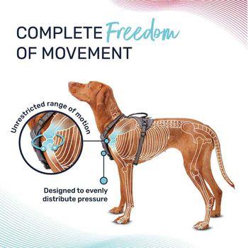 Halti Anatomy Dog Harness Magenta Medium