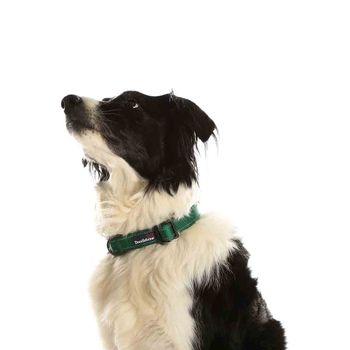 Doodlebone Trendy Tails Padded Dog Collar Green 1-2