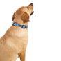 Doodlebone Trendy Tails Padded Dog Collar Blue 6-11