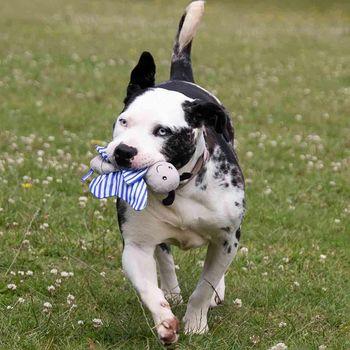 Battersea Crinkle Butterfly Dog Toy