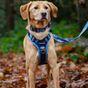 Doodlebone Trendy Tails Padded Dog Collar Blue 1-2