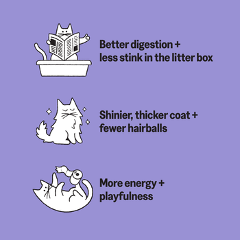 KatKin GOBBLE Fresh Cat and Kitten Food (Turkey + Chicken) 1x80g