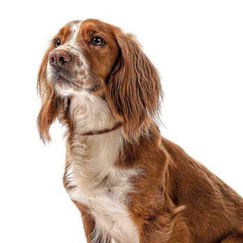Beaphar Plastic Flea & Tick Collar for Dogs
