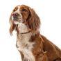Beaphar Plastic Flea & Tick Collar for Dogs