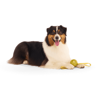 Bark The Golden Snitch Harry Potter Dog Toy