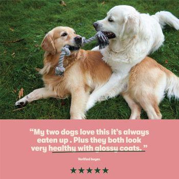 Harringtons Dog Food Rich in Salmon and Potato 12kg