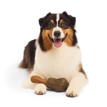 Bark Nimbus 2000 Harry Potter Dog Toy