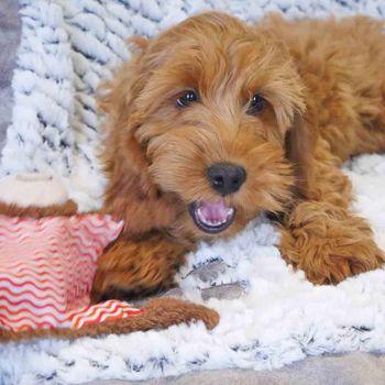 Rosewood Little Nippers Cheeky Chimp Dog Toy