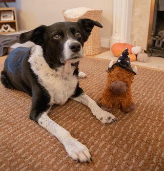 Rosewood Casper Cow Halloween Dog Toy